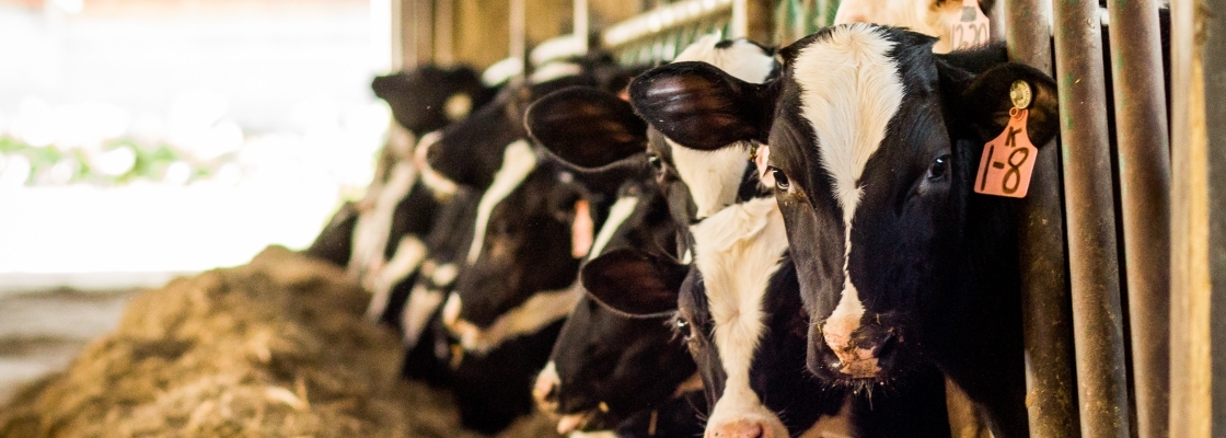 Cow